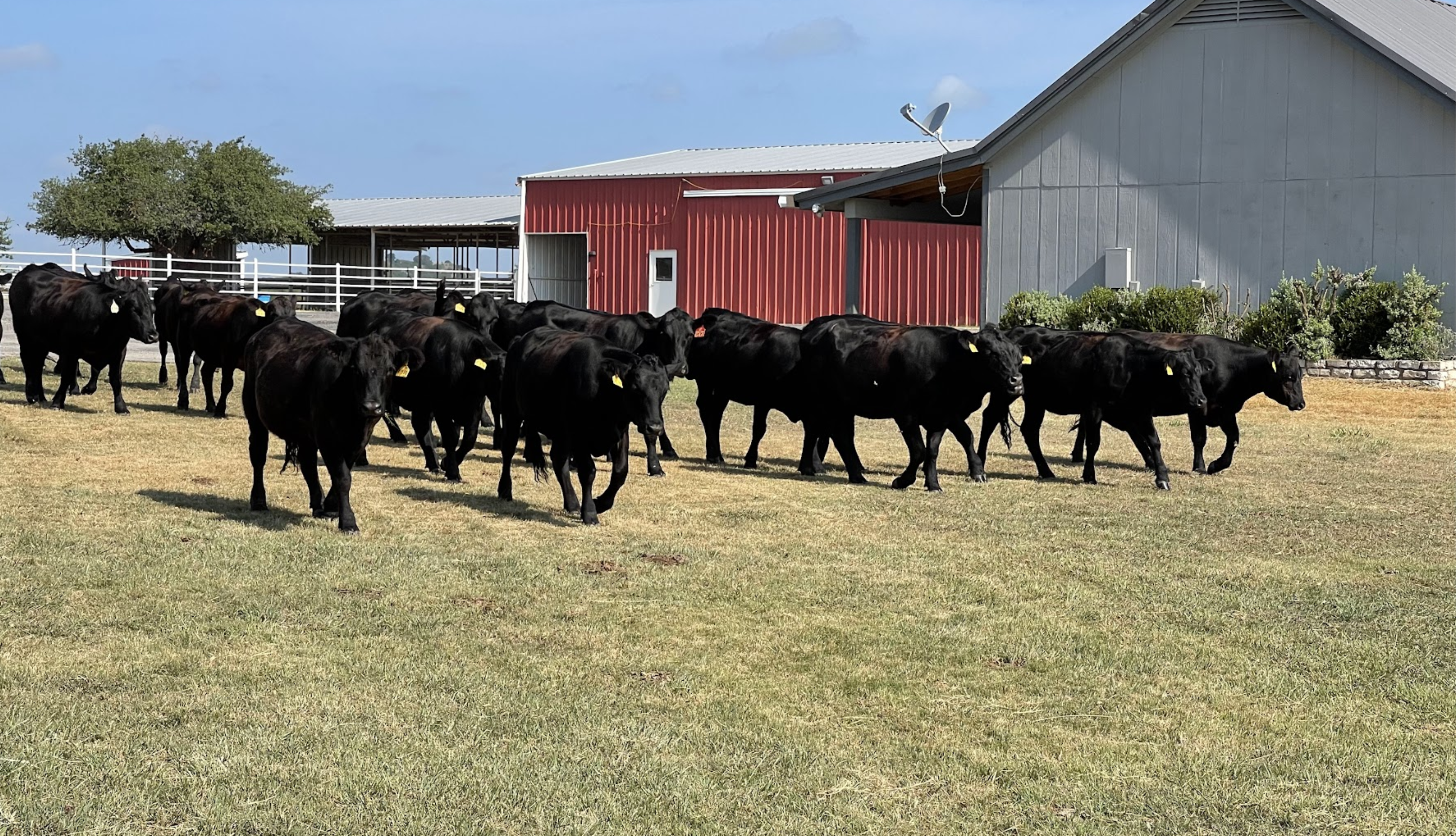 Single-source Black Angus herd on our Texas ranch, offering custom processed USDA Prime whole, half, and quarter cow shares.