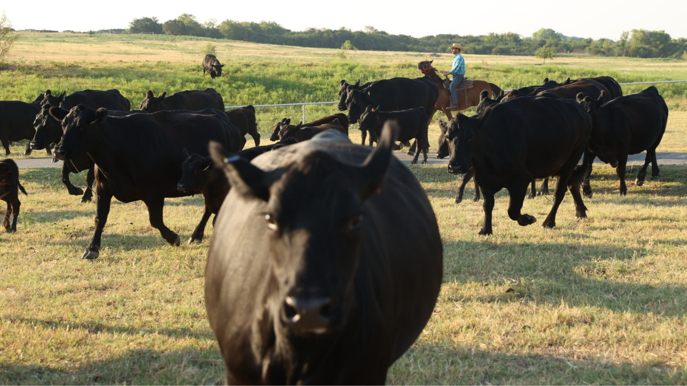 A wide panoramic view of cattle grazing on our Texas ranch, acting as the hero banner for the Whole Cow direct-to-consumer custom beef processing guide.