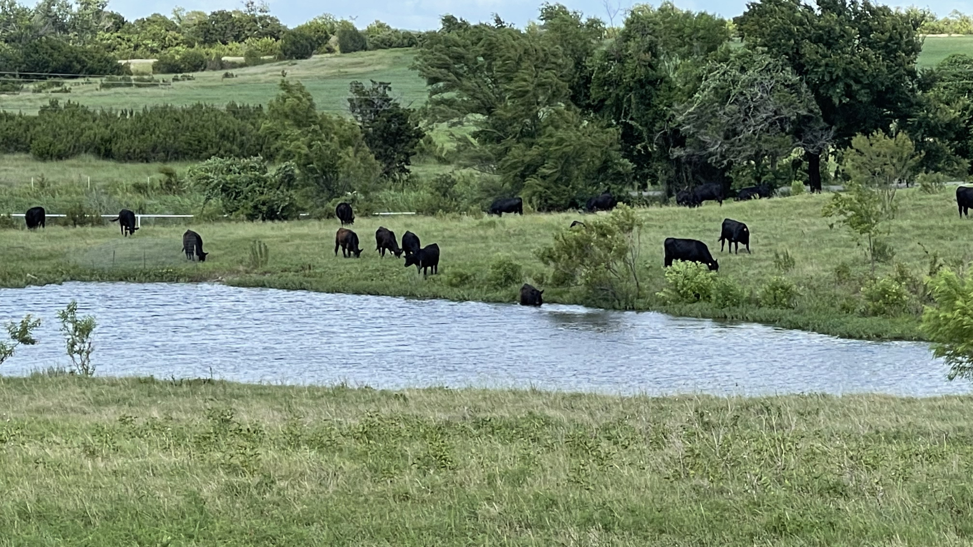 A healthy herd of black cattle grazing and drinking at a natural pond across rolling green pastures on the Whole Cow Texas ranch facility.