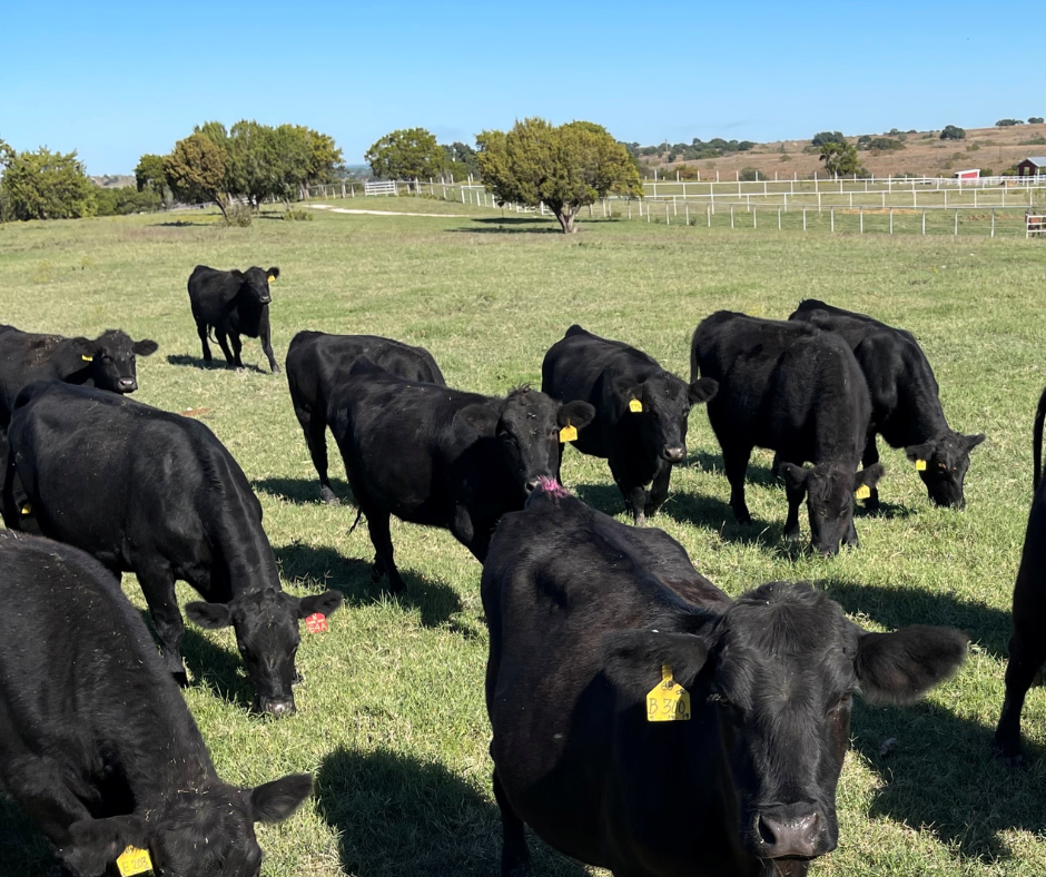 A healthy herd of black cattle grazing in an open, sunlit Texas pasture direct on the Whole Cow ranch facility.
